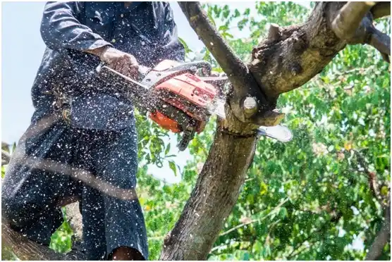 tree services Iowa Colony